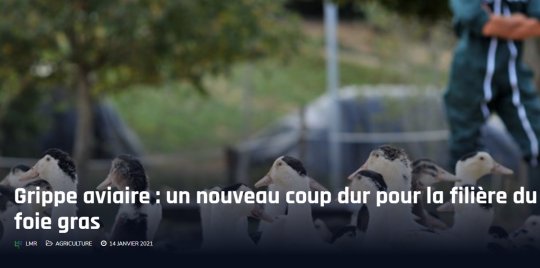 Le Mouvement de la Ruralité : Grippe aviaire : un nouveau coup dur pour la filière du foie gras #GrippeAviere #Agriculture 